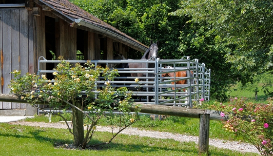 Die offenen Ställe mit viel Frischluft garantieren den Pferden ein gesundes Stallklima. Die Boxen ohne hohe Trennwände ermöglichen den Tieren den Sozialkontakt.