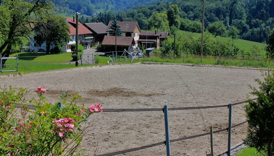 Das Sandviereck, gemäss Dressur-Reglement 20 x 40m mit Beleuchtung, ist eingebettet in die grüne Landschaft. Für interessierte Zuschauer stehen Natur-Sitzbänke zur Verfügung.