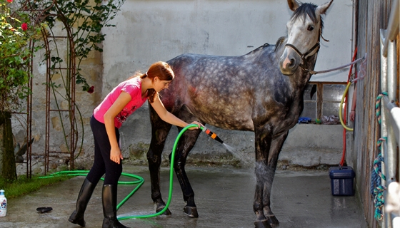Auf dem überdachten Waschplatz werden die Pferde und Ponys gepflegt und gewaschen.