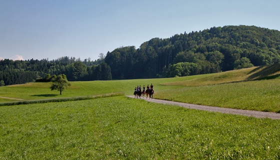 Auf den grossen Weiden mit schattenspendenden Bäumen können die Pferde und Ponys in Gruppen ihr Dasein geniessen.