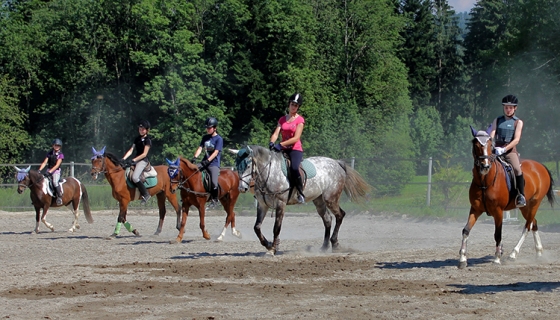 Im Reitunterricht werden Hilfengebungen vertieft sowie der Reitersitz verbessert und so schrittweise an neue Übungen herangehen.